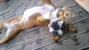 healthy Boxer puppy
