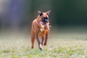 Boxer dog exercising outdoors