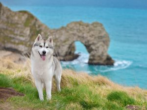 Siberian Husky