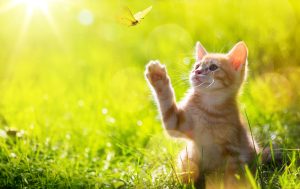 Wildlife in spring