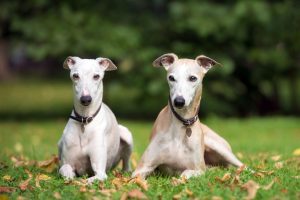 Greyhound dogs