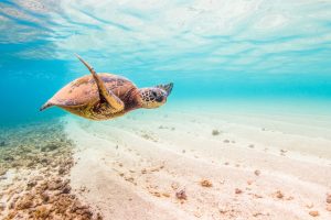 sea turtle