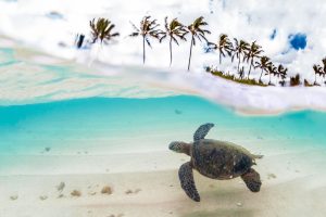 Green Turtle