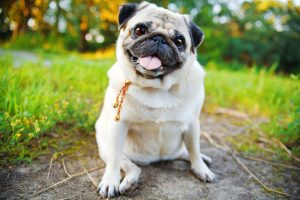 Little smiling pug sitting on a sidewalk in a summer park.
