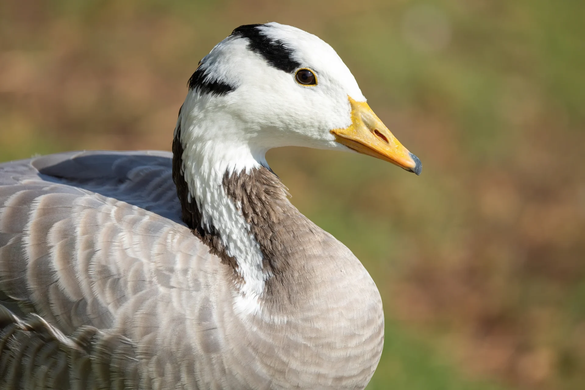 Bar-headed Geese