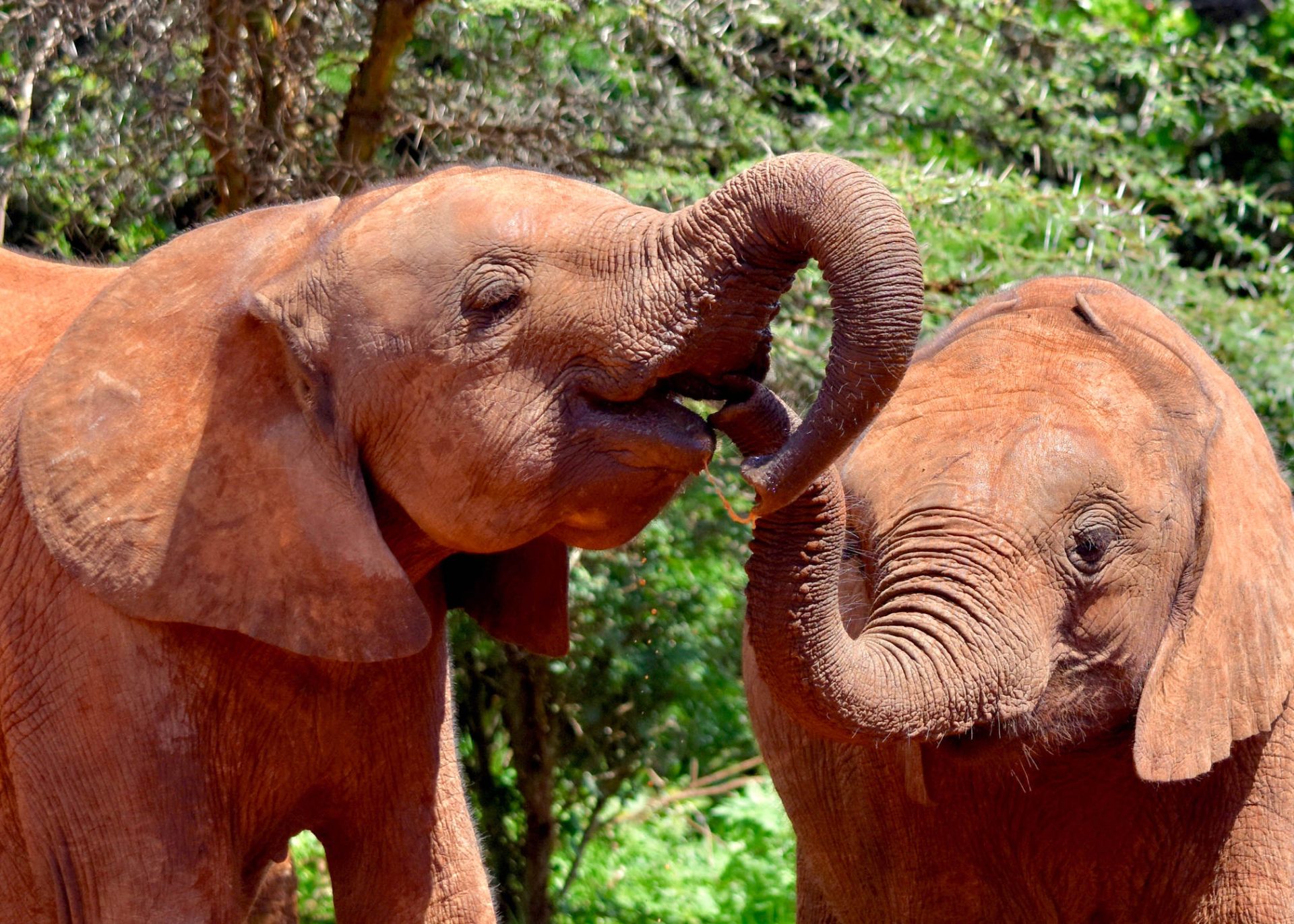 baby elephant