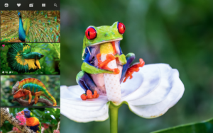 colorful animals