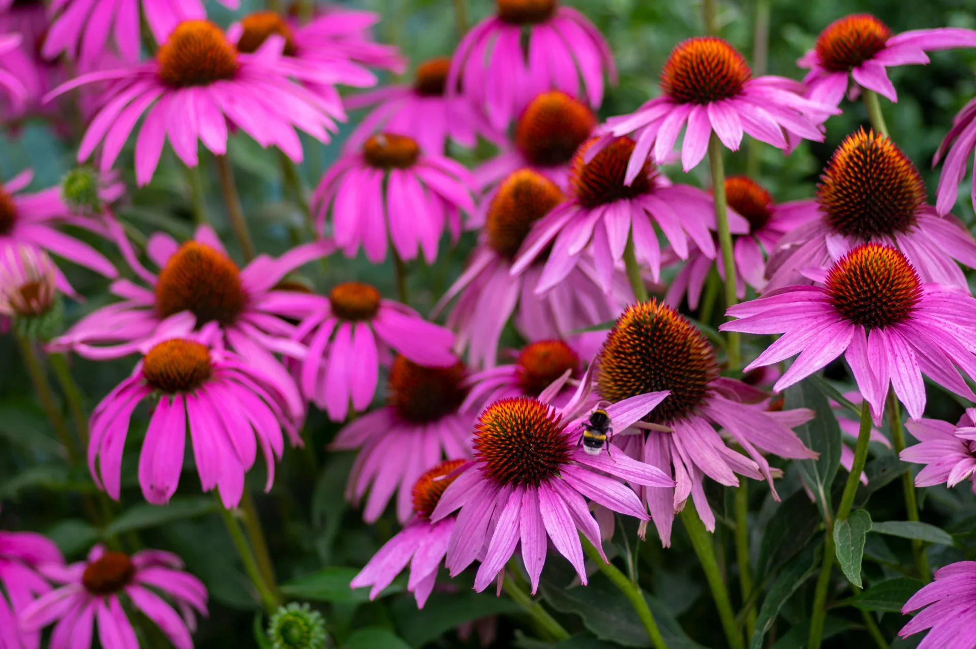 Echinacea plant