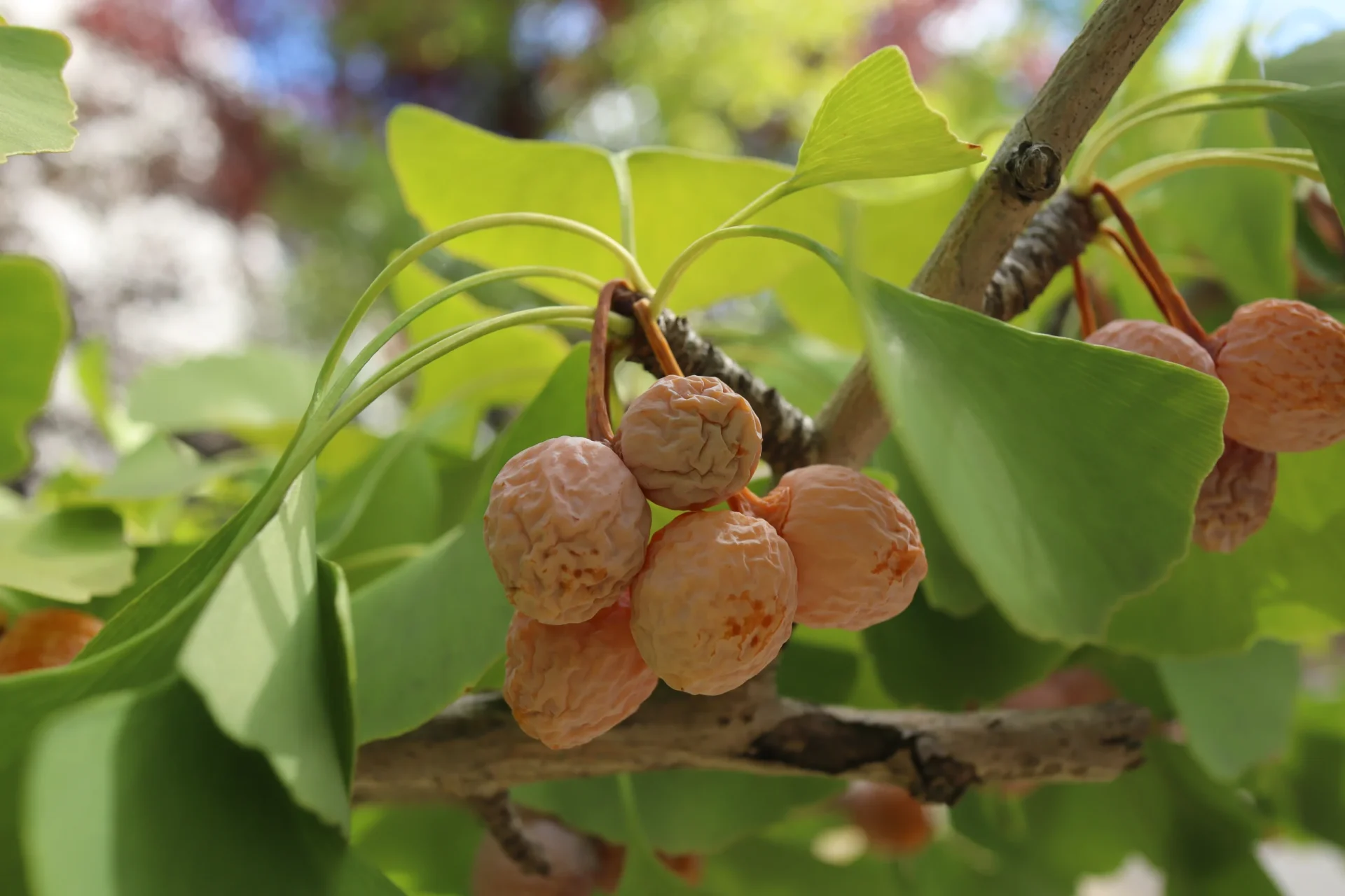 Ginkgo Biloba