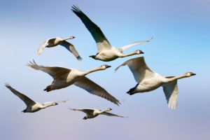 migrating birds