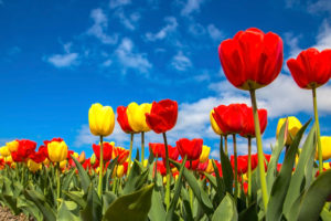 tulips