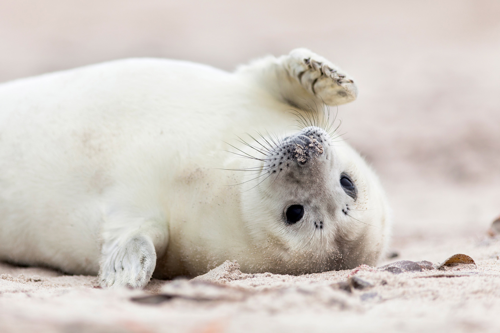 Cute Baby Seals Pictures Cute Baby Seals Pictures
