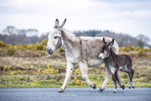 cute baby donkey