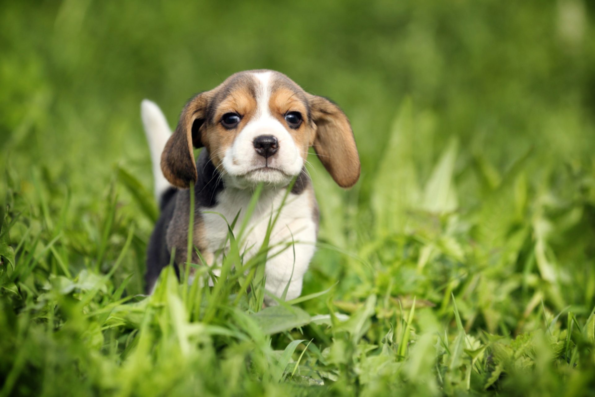 beagle dog