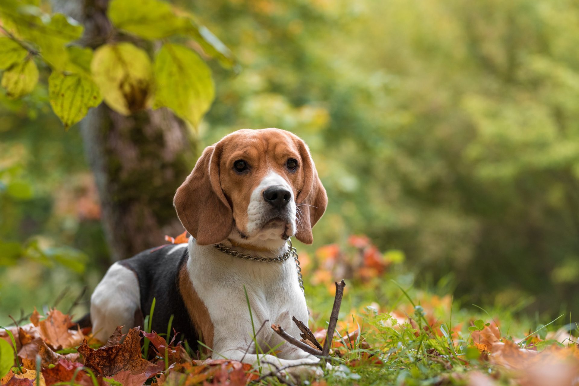 beagle dog