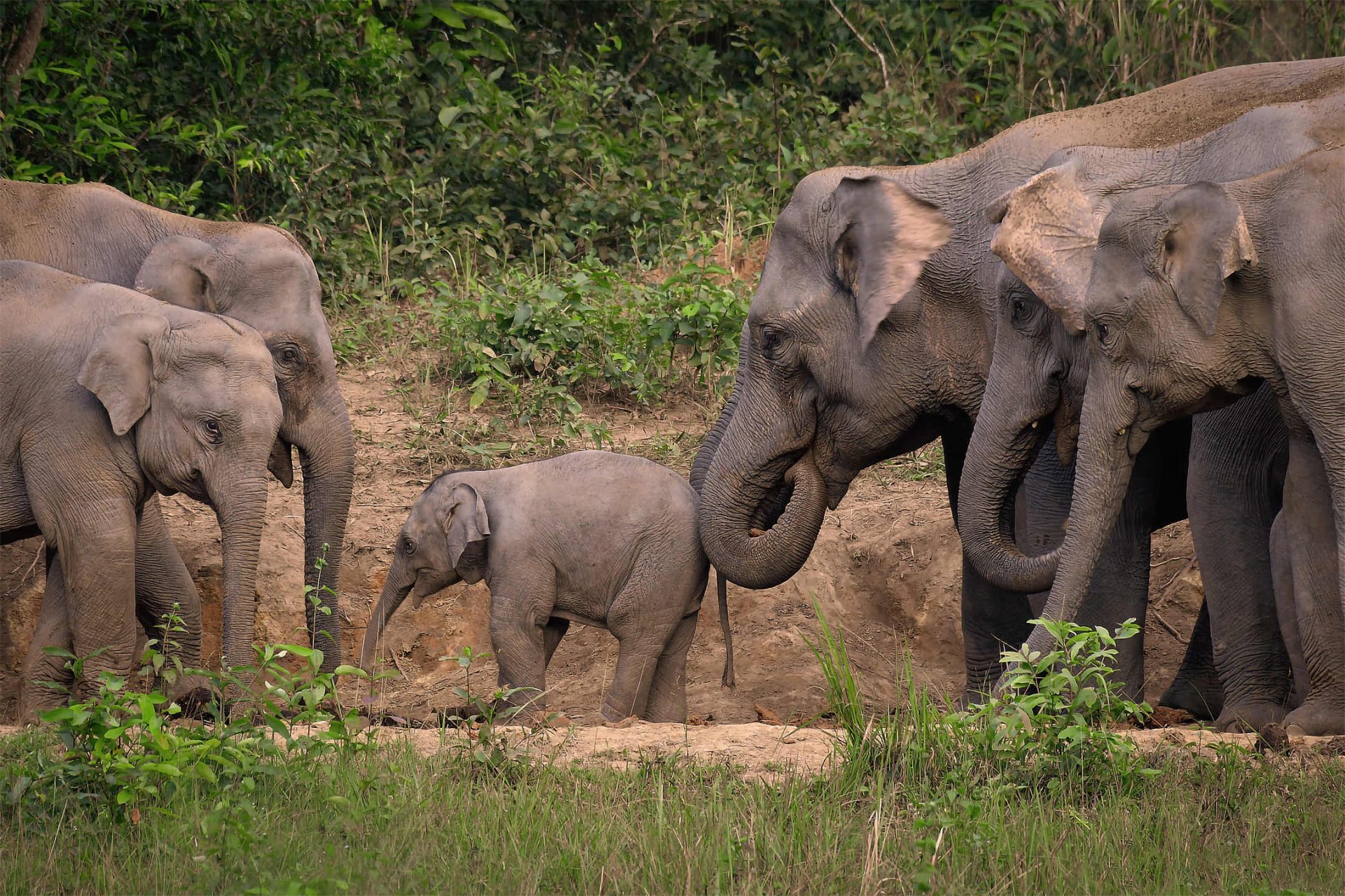 baby elephant