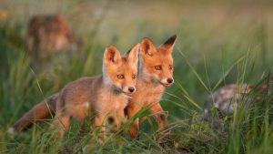 cute baby fox