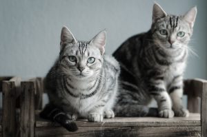 American Shorthair cats
