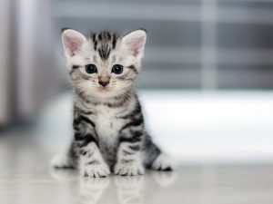 American Shorthair kitty