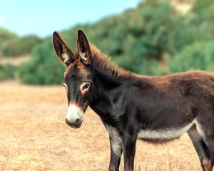 cute donkey outdoors
