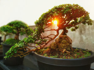bonsai