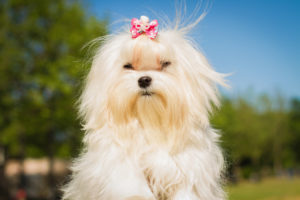 maltese dog