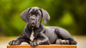 cane corso