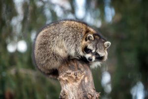 raccoon