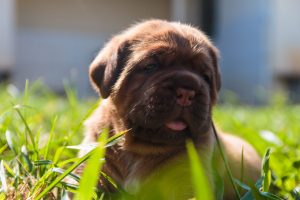 cute mastiff dog