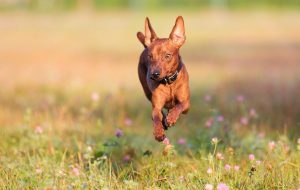 cute brown mini pinscher