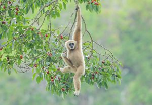 wild monkey