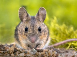 cute mouse