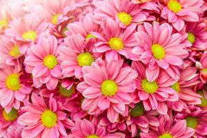 pink daisy flowers