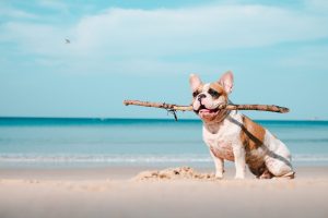 cute bulldog playing with a stick