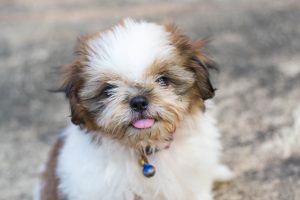 shih tzu cute puppy dog