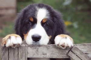 cute bernese mountain dog at the farm