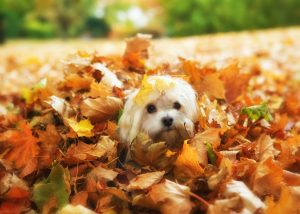 cute havanese dog