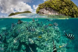 underwater ocean fish