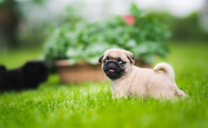 cute puppy pug