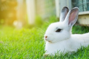 pet rabbit