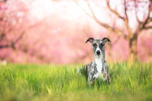 cute whippet dog