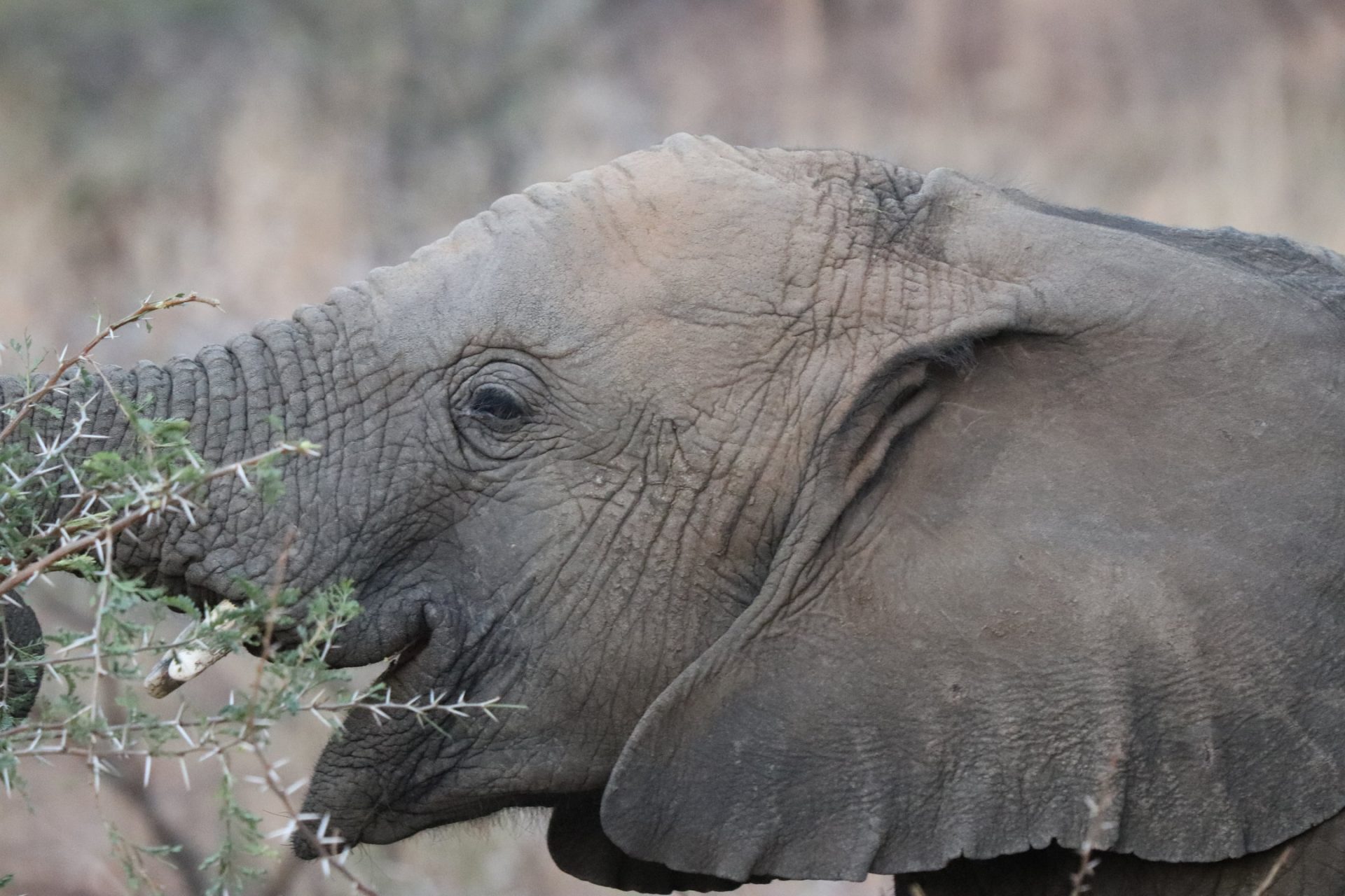 baby elephant