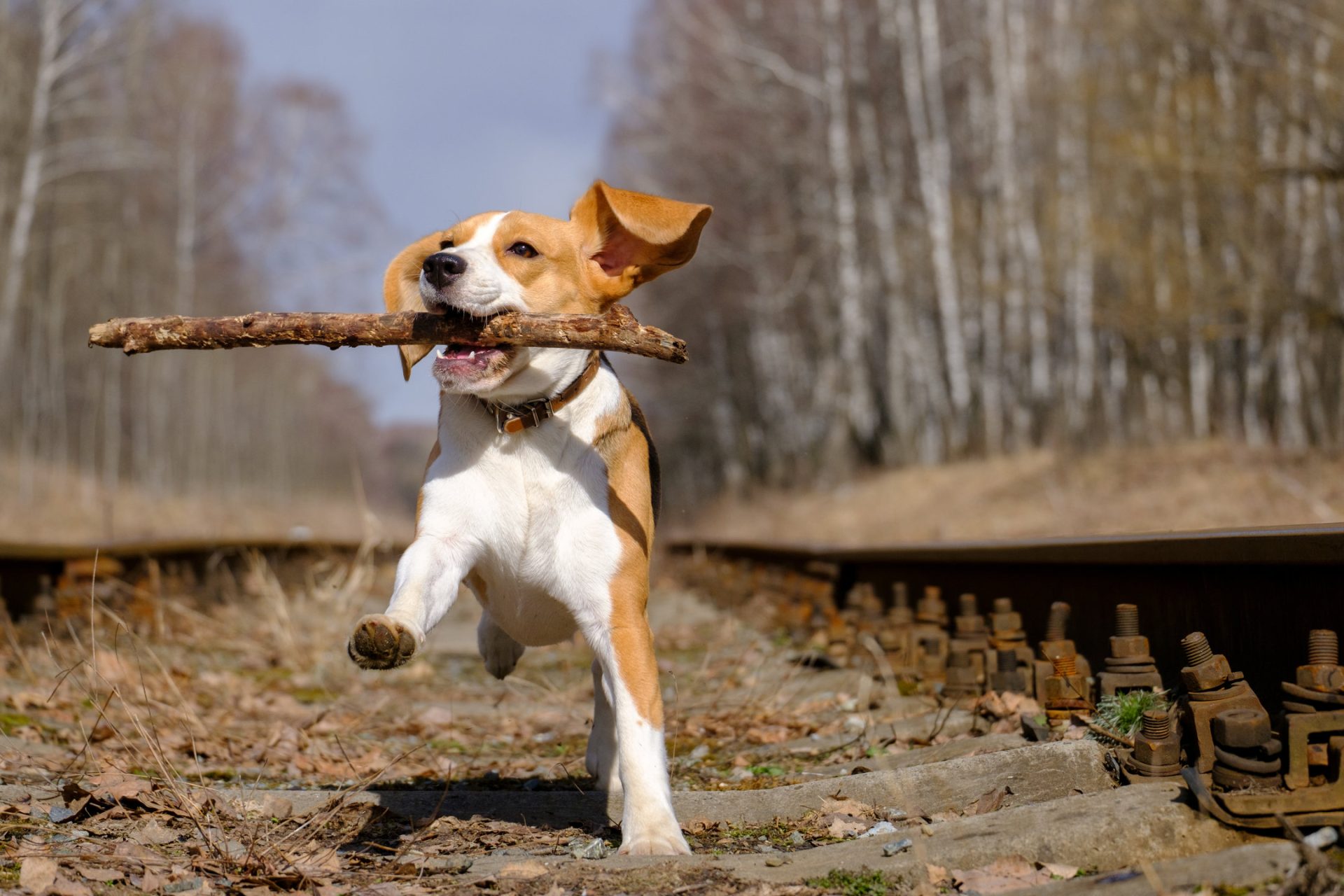 beagle dog