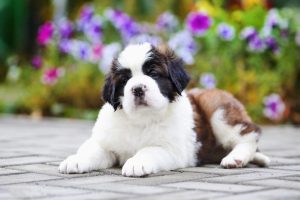 St. Bernard Dog