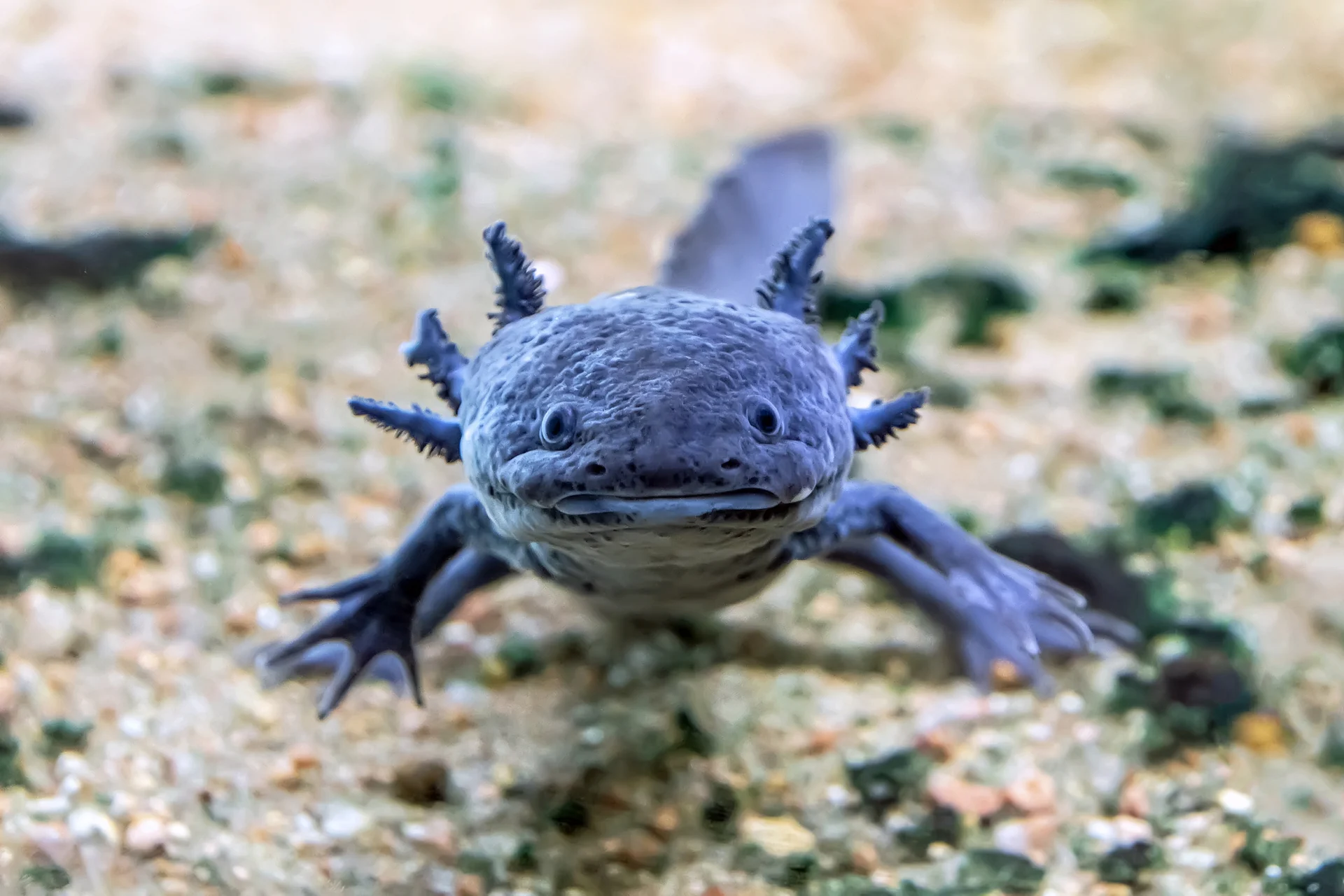 axolotl