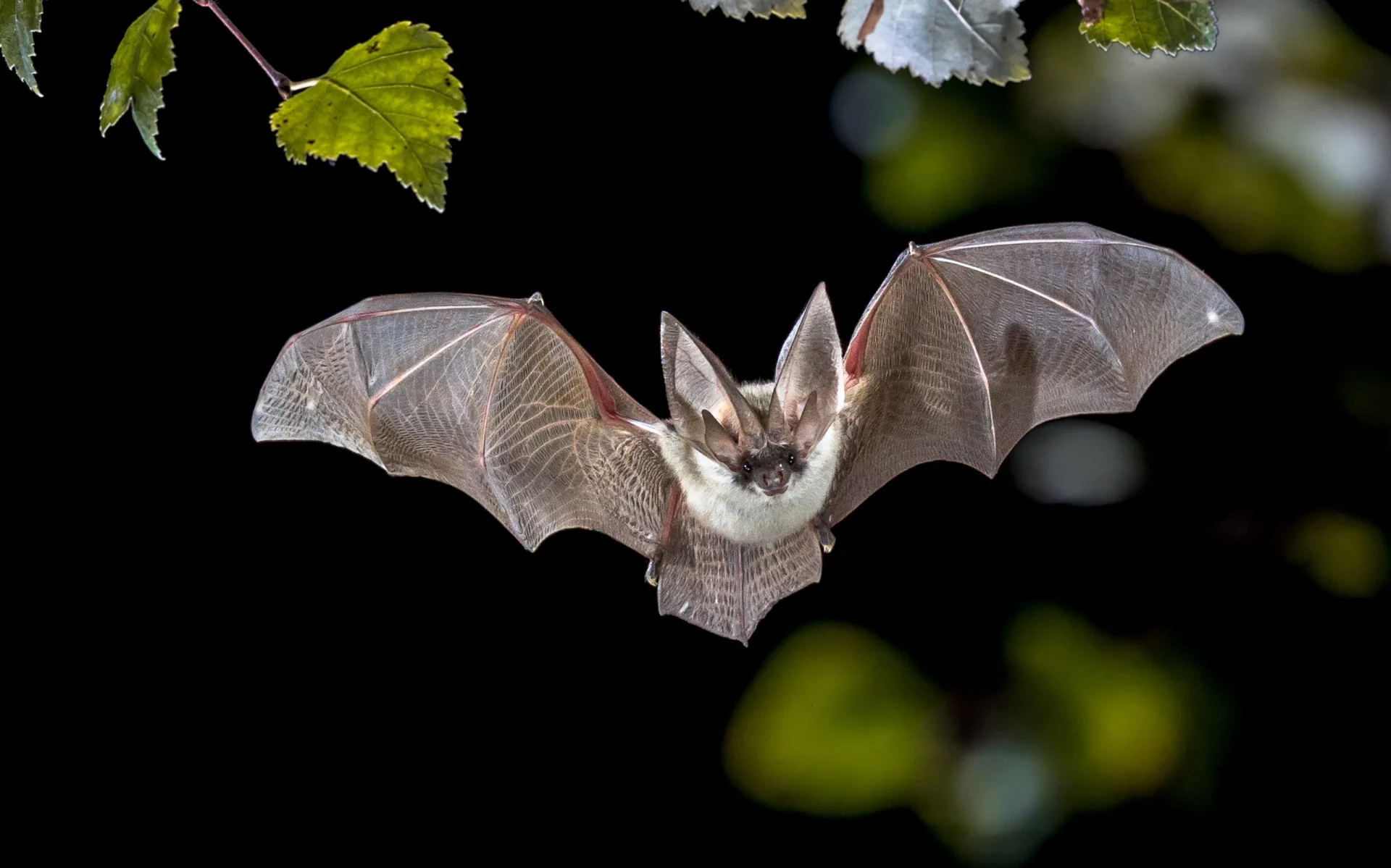 bat flying