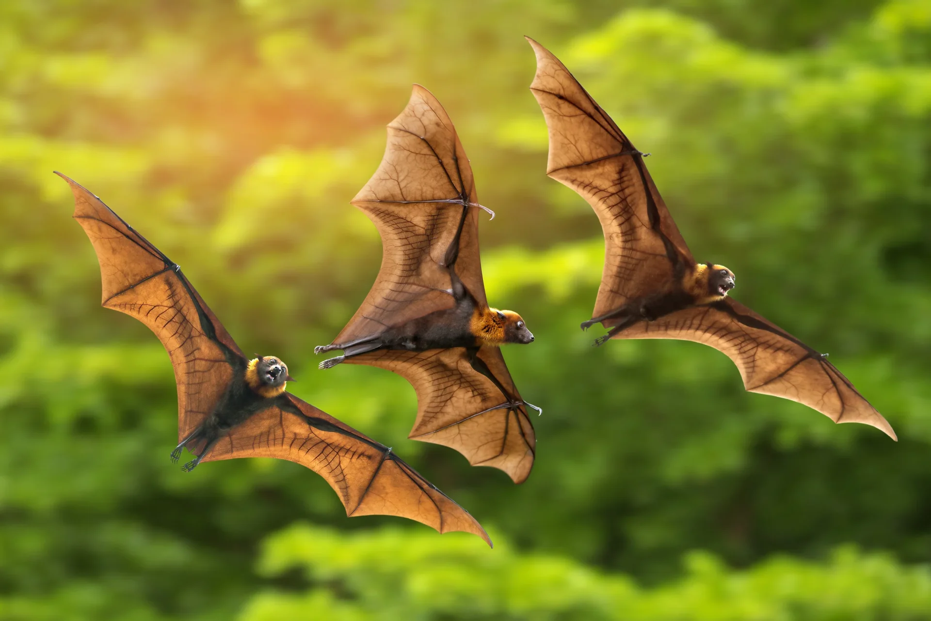 bats