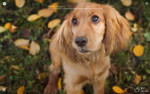 my spaniel