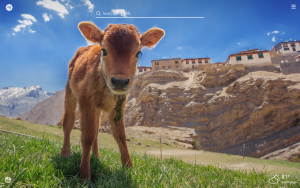 cute baby cows
