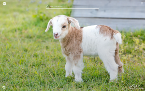 baby goats